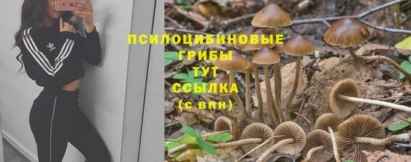 apvp Алзамай